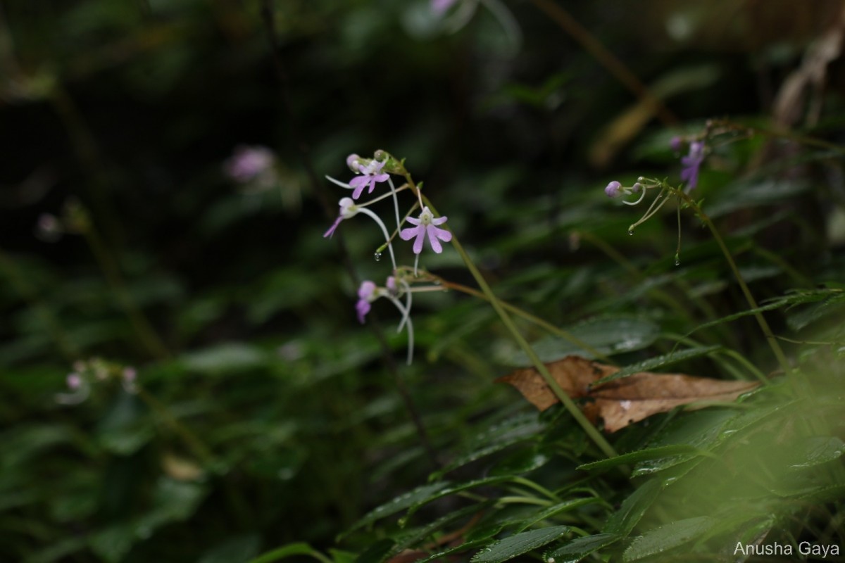 Impatiens lancifolia C.Bandara, Atthanagoda & Kariyawasam
